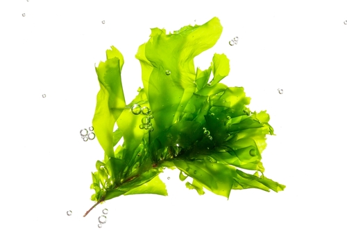 seaweed underwater